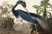 Louisiana Heron Wall Mural