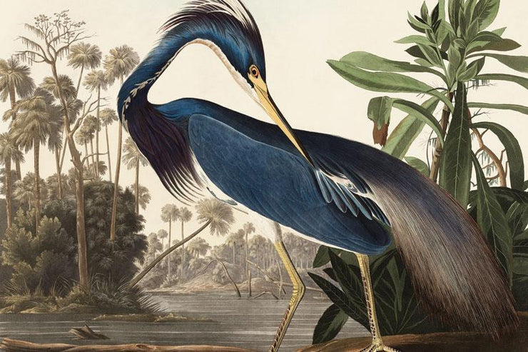Louisiana Heron Wall Mural