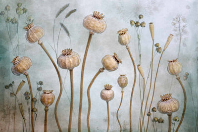 Papaver Wall Mural
