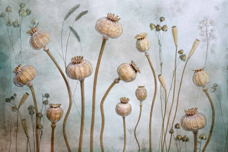 Papaver Wall Mural