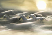 White Horses II Wall Mural